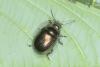 Chrysolina oricalcia